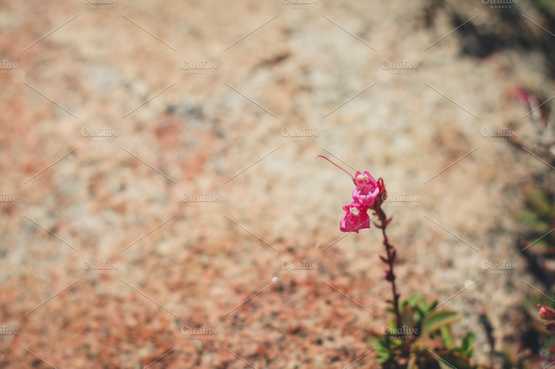 Sister Flowers