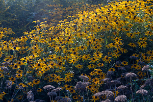 Large field of yellow black-eyed susan flowers blooming under so, a Nature Photo by Imaginarium