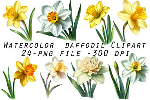 Watercolor daffodil Clipart, an Illustration by Designworld