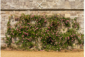 Climbing roses on an ancient stone, a Nature Photo by Backyard Stock