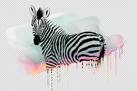 Fancy Zebra with Colorful Stripes, an Animal Photo by BazziBa♥