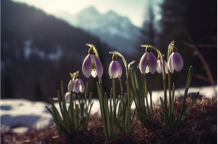 Snowdrops forest violet blossom, a Nature Photo by Ylivdesign