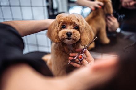 Haircut of a Maltipoo dog from a grooming an Animal Photo