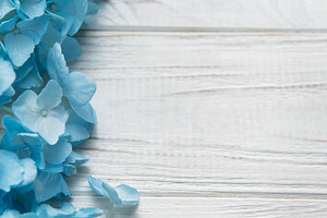 Blue hydrangea flowers blooming on white wooden background, a Nature Photo by Olena Rudo
