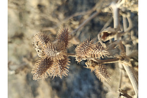Cokelebur thorns close up picture, a Nature Photo by LogosDen