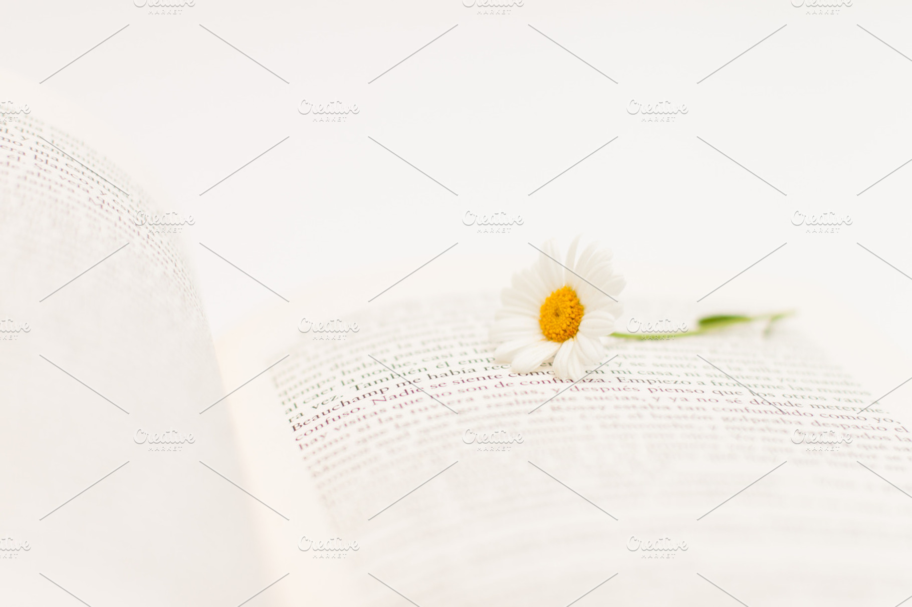 Flower And Book 8 Stock Photograph