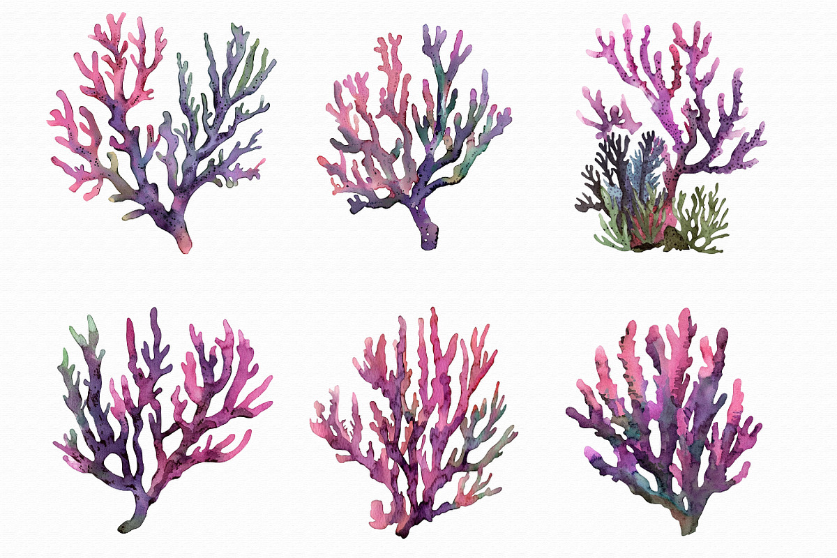 Watercolor Coral Clipart, an Illustration by Libby Wishes (Photo 5 of 5)