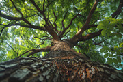 98 Trees view from below, a Nature Photo by Handmadefont (Thumbnail 17 of 98)