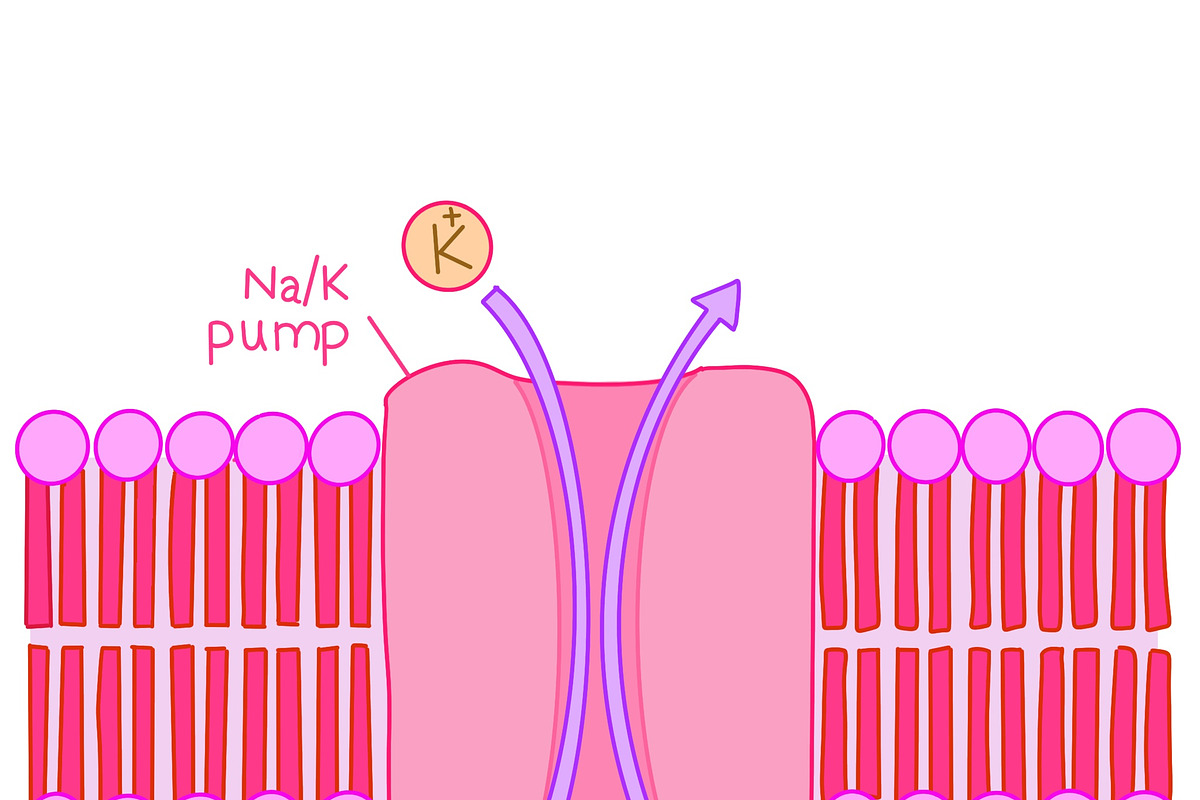 Biology & Anatomy goodnotes stickers, an Education Illustration by Noorist (Photo 17 of 32)