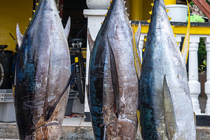 Fresh yellowfin tuna for sale on Maupiti island, French Polynesi, a Photo by GoodGoods