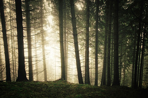 Magical light in pine tree forest