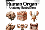 Human Organ Anatomy Collection, an Education Illustration by Sourcedigi (Thumbnail 1 of 3)