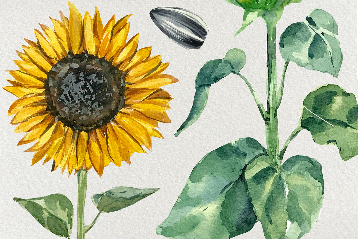 Sunflower Life Cycle Clip Art, an Illustration by Tati Bordiu (Photo 3 of 4)