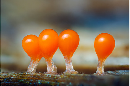 Orange slime mold - Trichia