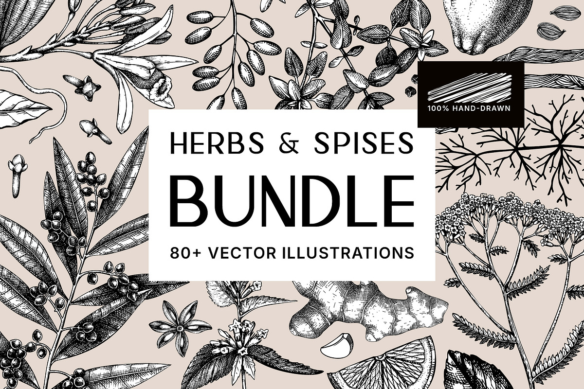BUNDLE - Vector Herbs & Spices, a Food Illustration by Yevheniia (Photo 1 of 12)