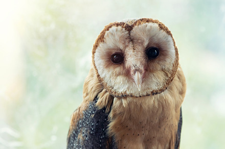 Common barn owl. Tyto alba., an Animal Photo by MriyaWildlife