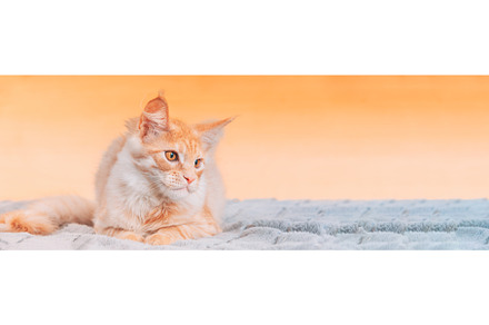 Cat Copy Space Background In Calming, an Animal Photo by Our Amazing World