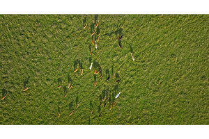 Herd of deer grazing in green field, an Animal Photo by Goinyk