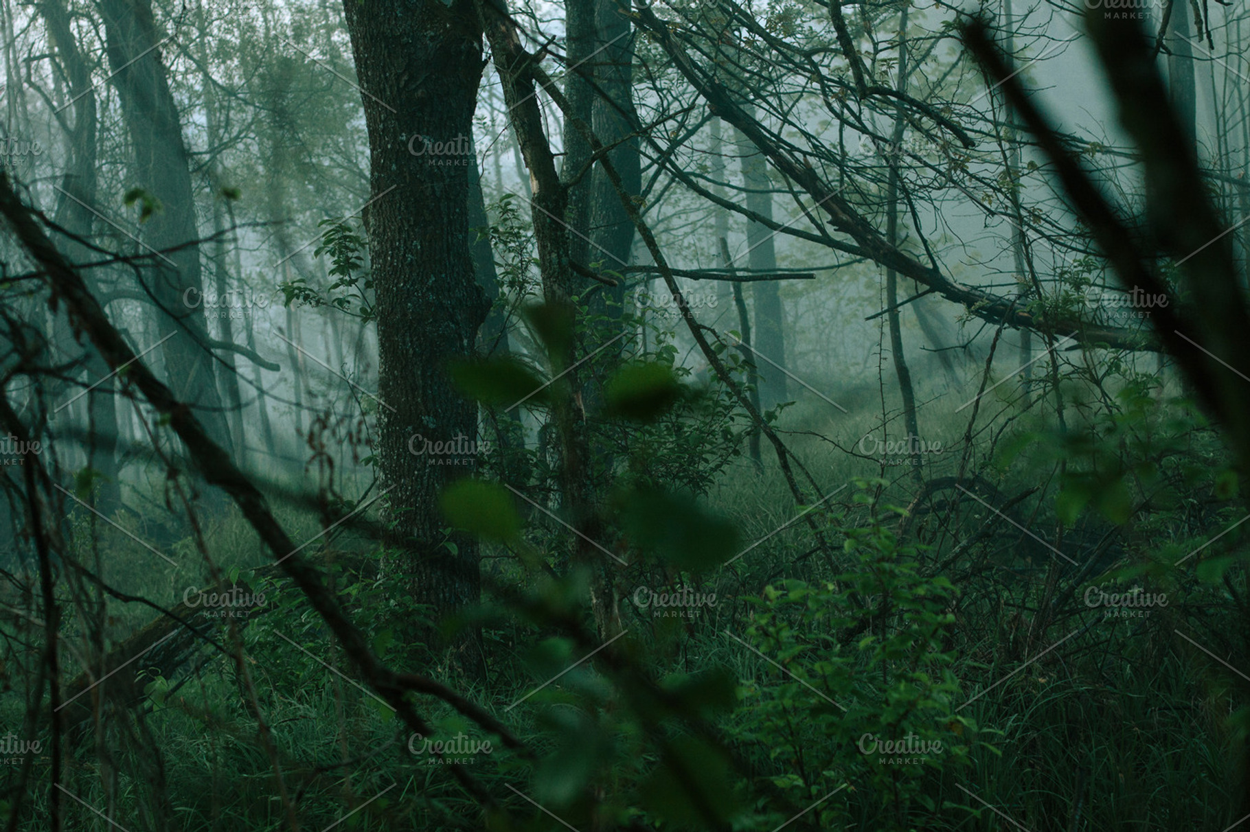 Horror Woods 2 Featuring Woods Swamp And Nature