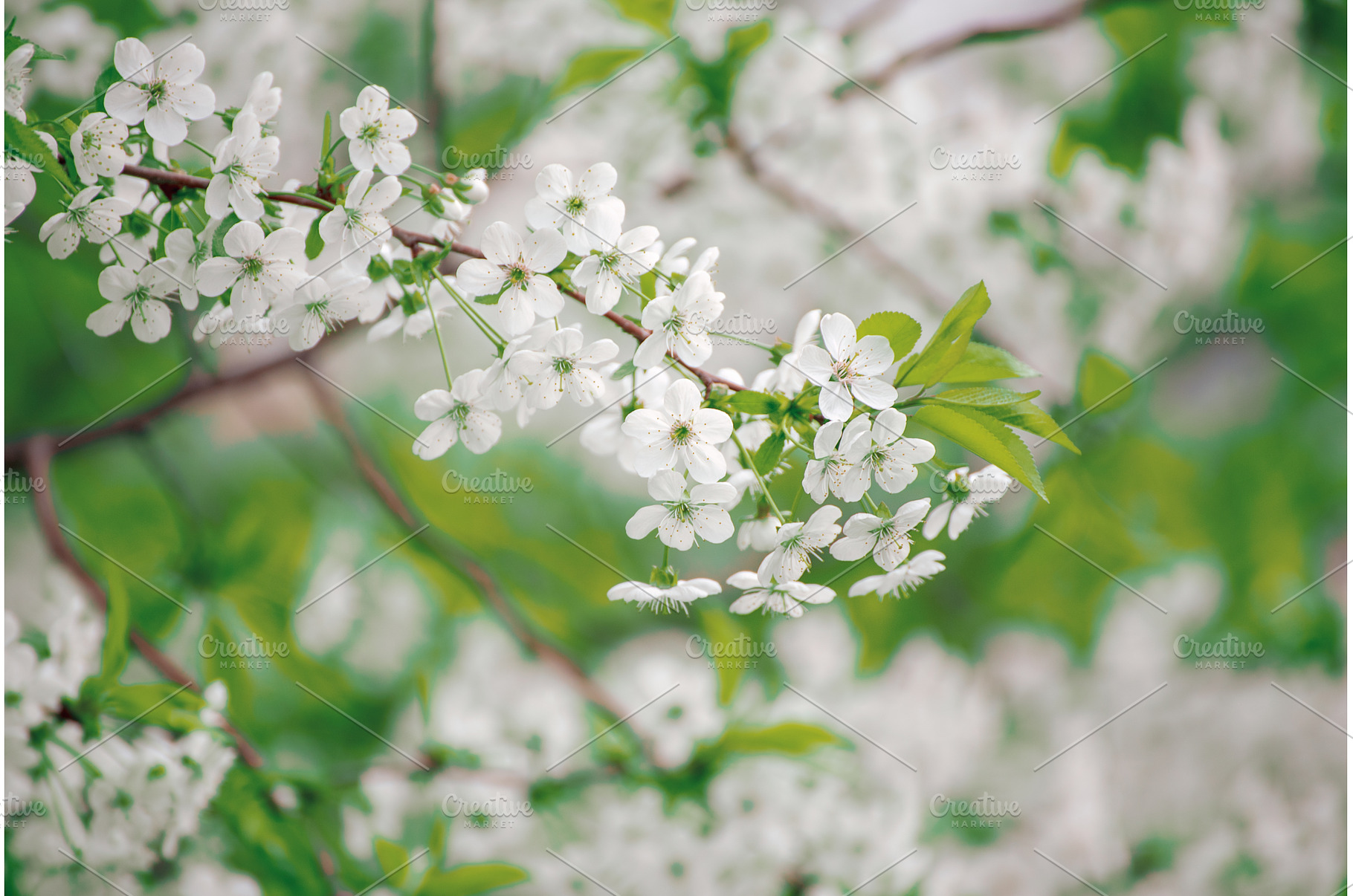 Cherry flowers frame, a Nature Photo by Nature and travel