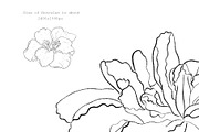 Flowers Line Arts Clipart, an Illustration by natalisart (Thumbnail 9 of 11)