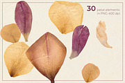 Dried Flower Petals PNG Clipart, a Decorative Illustration by dlinnaya (Thumbnail 2 of 6)