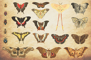 Insect Vector Graphics Bundle