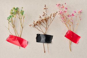 Three sprigs of multi-colored dried flowers are glued with red a, a Nature Photo by ndanko