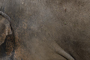 Close-up of grey elephant's thick wrinkled skin texture., an Animal Photo by ndanko