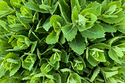 Green Natural Leaves Texture, a Photo by VetalStock (Thumbnail 5 of 8)