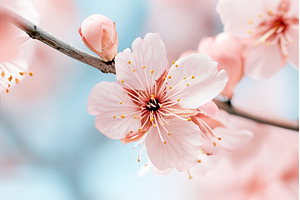 Close up of pink cherry blossoms on, a Nature Photo by Lermont51
