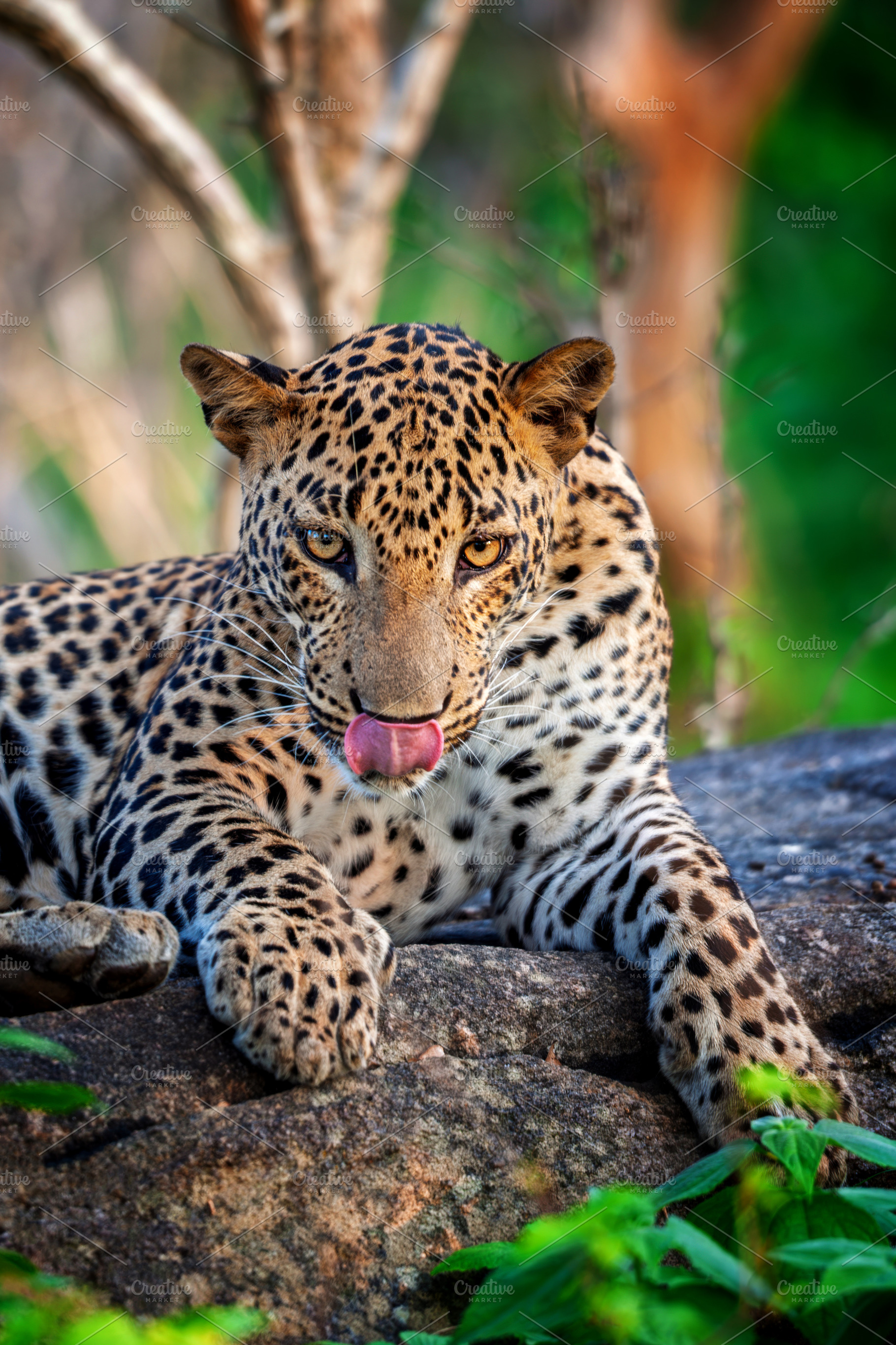 Majestic leopard lounging on a rocky surface in a lush green habitat during the, an Animal Photo by Byrdyak