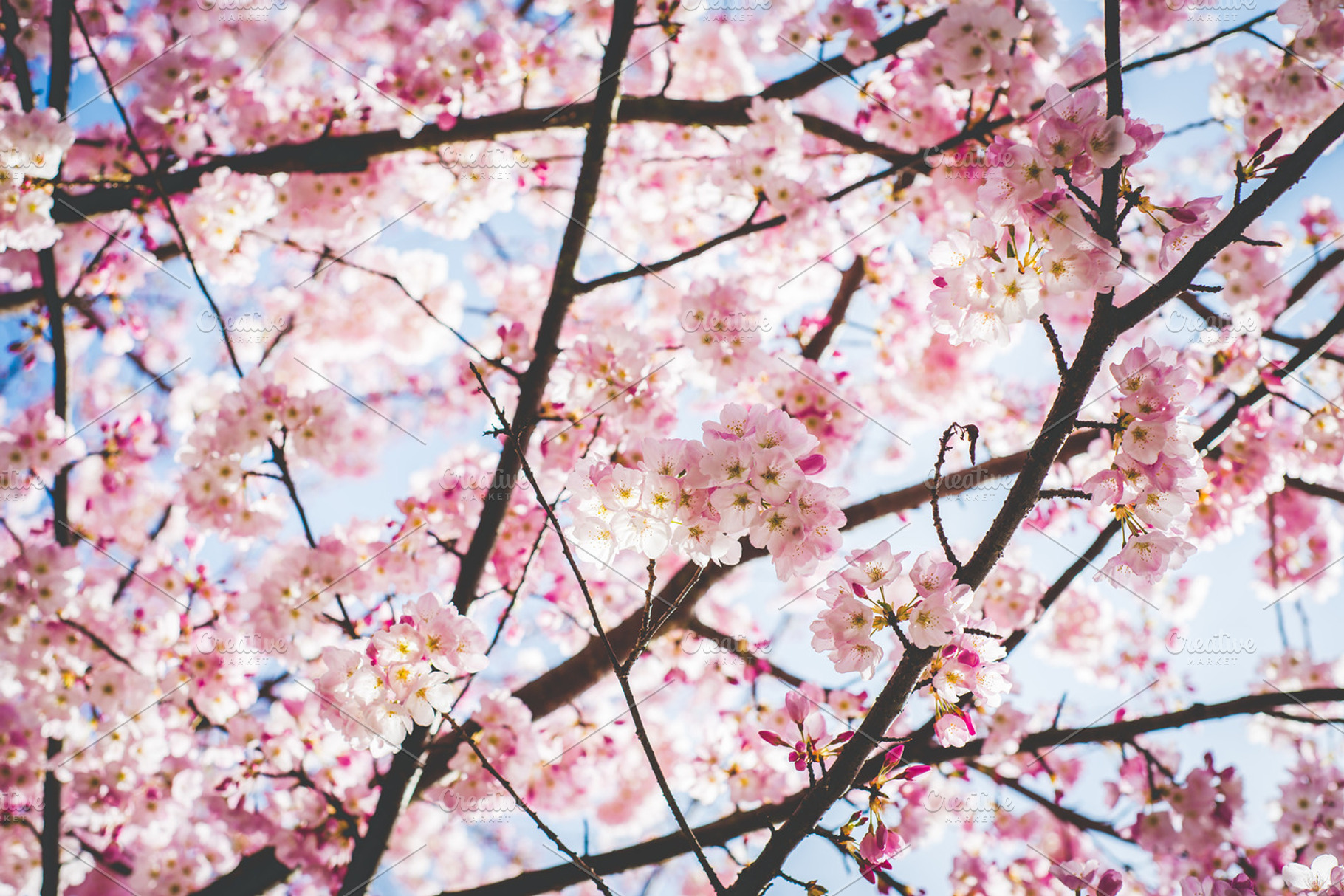 Pink cherry blossom stock photo, a Nature Photo by Kelly Van de Vliet