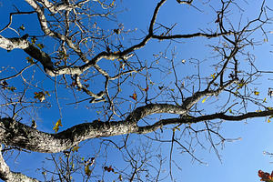 Bare tree branches against a clear blue sky at Garden of the Gods, Colorado Spr, a Nature Photo by AS photostudio