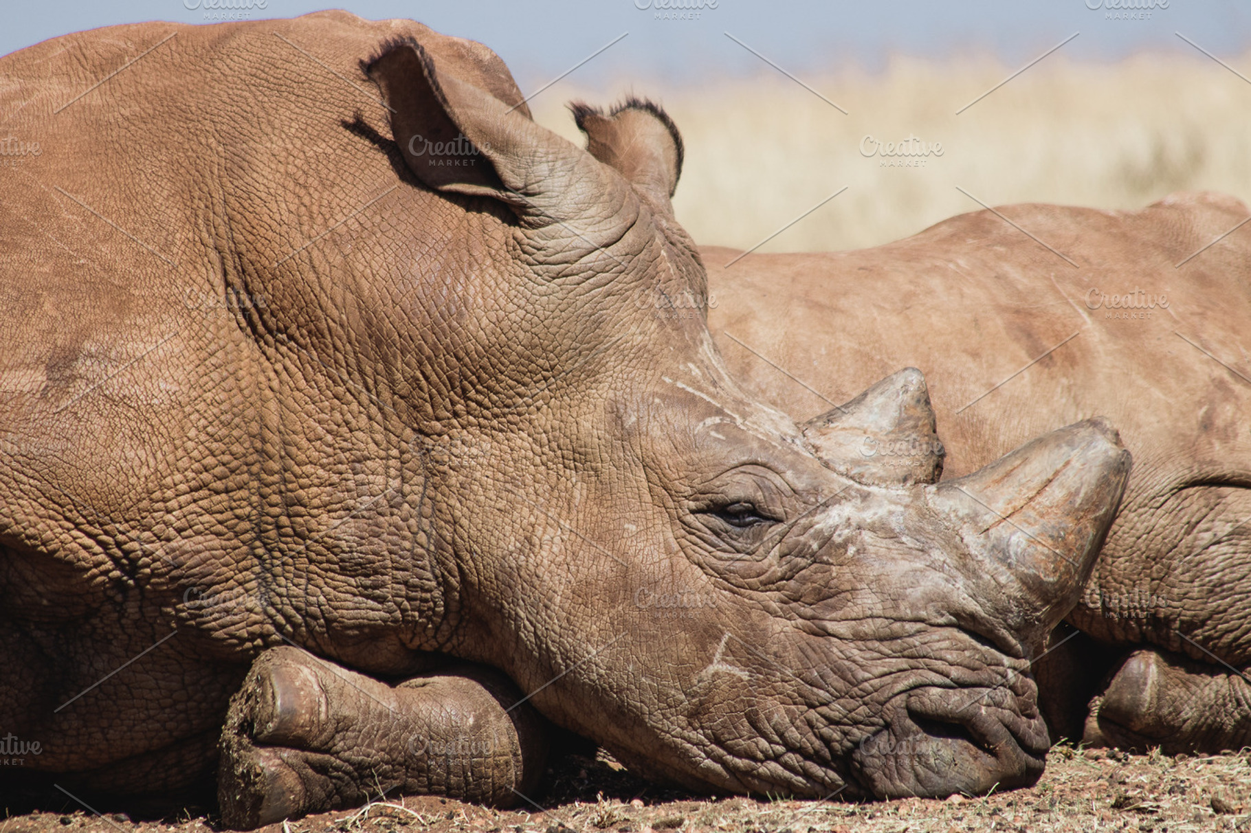 Moody African Rhino Sun Portrait, an Animal Photo by René Jordaan Photography