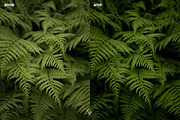 Cinematic Greens Lightroom Presets, a Preset Add-On by CVR Presets (Thumbnail 4 of 6)