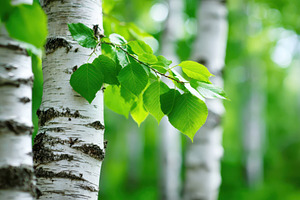 Close-up of birch tree leaves in a green forest, a Nature Photo by AlyaAnd