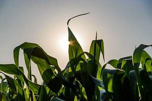 Field of corn, a Nature Photo by MadPhotos
