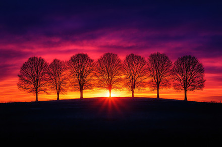Beautiful sunset over silhouetted tr, a Photo by Tanuart