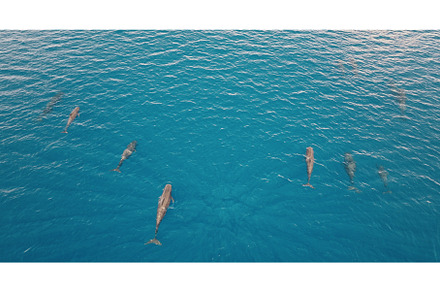 Dolphins swimming in blue ocean
