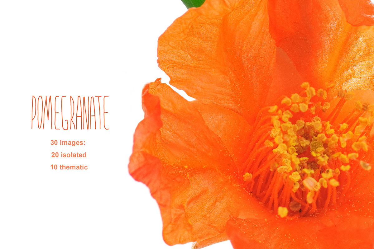 Pomegranate. PhotoSet, an Object Graphic by Pullia (Photo 1 of 5)