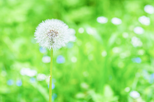 White dandelion flower, a Nature Photo by Vapi