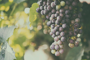 Vineyards at sunset ripe grapes in containing agriculture, autumn, and
