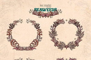 Seaweeds