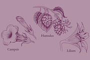 8 hand drawn flowers and herbs, a Graphic by celandine (Thumbnail 3 of 5)