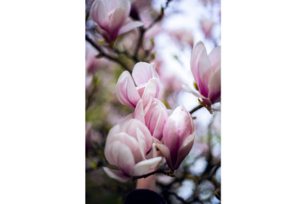 Pink Magnolia Tree with Blooming