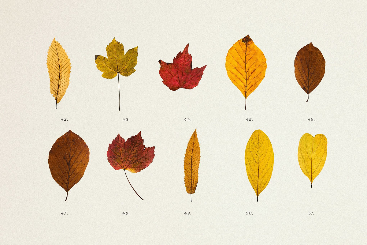 BUNDLE - Dry Flowers & Leaves, an Object Graphic by Sparrow & Snow (Photo 24 of 28)