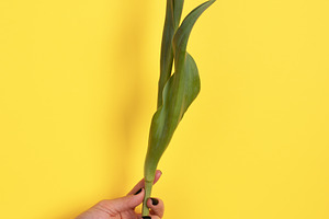 A hand holding a single yellow tulip against a yellow background, a Holiday Photo by Ales Munt