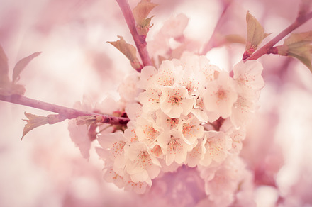 Cherry blossom stock photograph