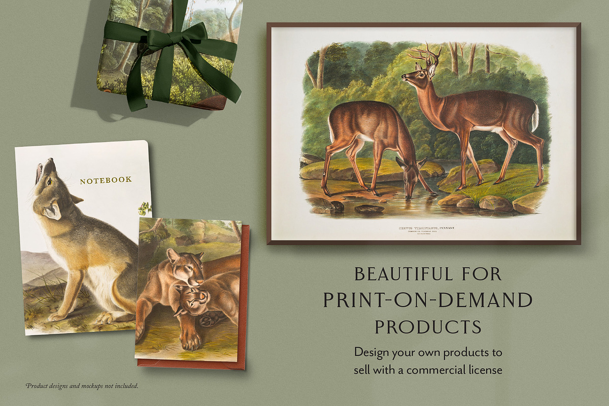 25 Vintage Mammal Prints by Audubon, an Animal Illustration by The Object Atlas (Photo 8 of 10)